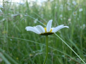 beskid wyspowy 66 (1)
